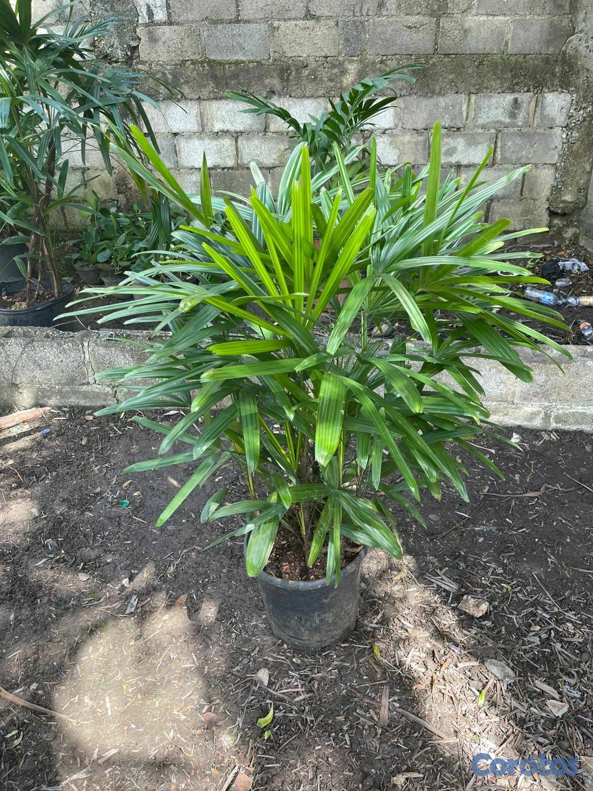 servicios profesionales - Alquiler de Plantas para Eventos 1