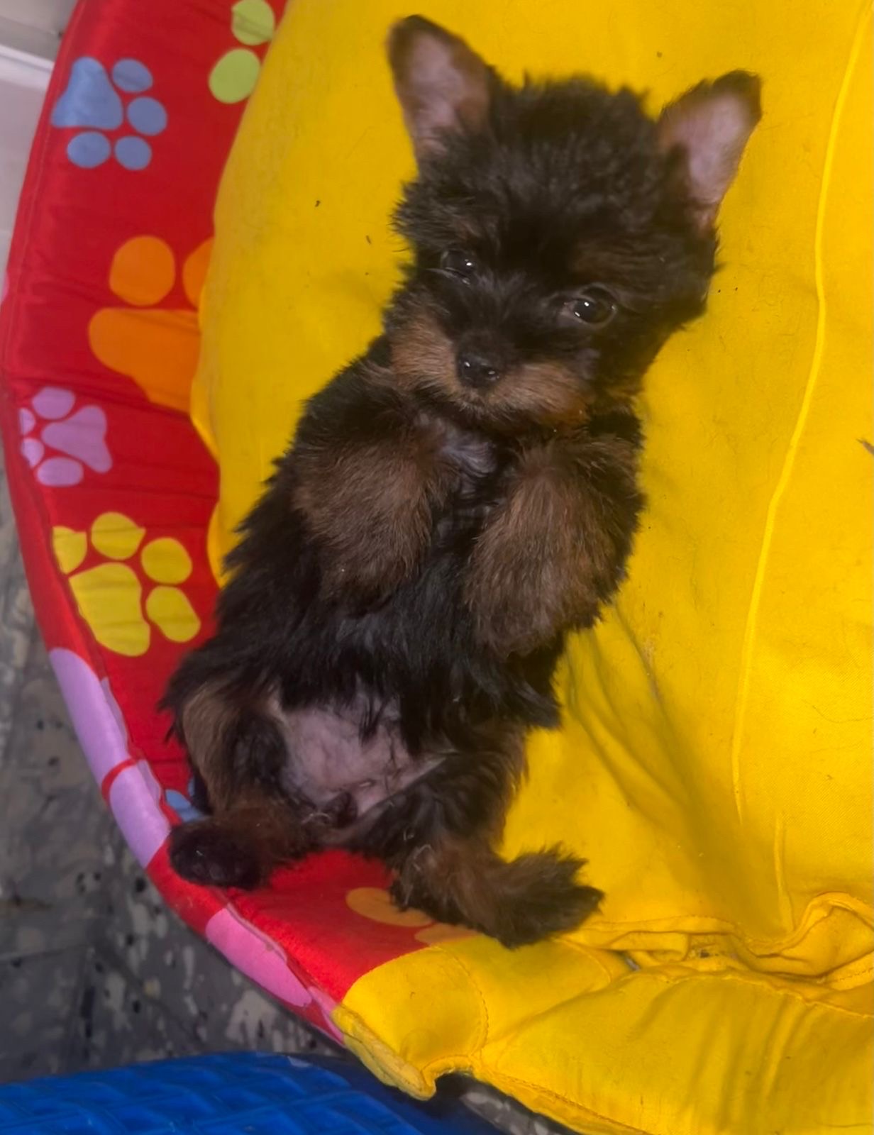 animales y mascotas - yorkie 