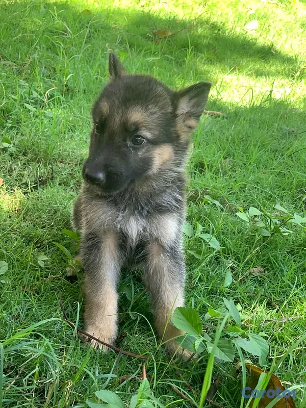 animales y mascotas - hermosos Cachorros pastor alemán  5