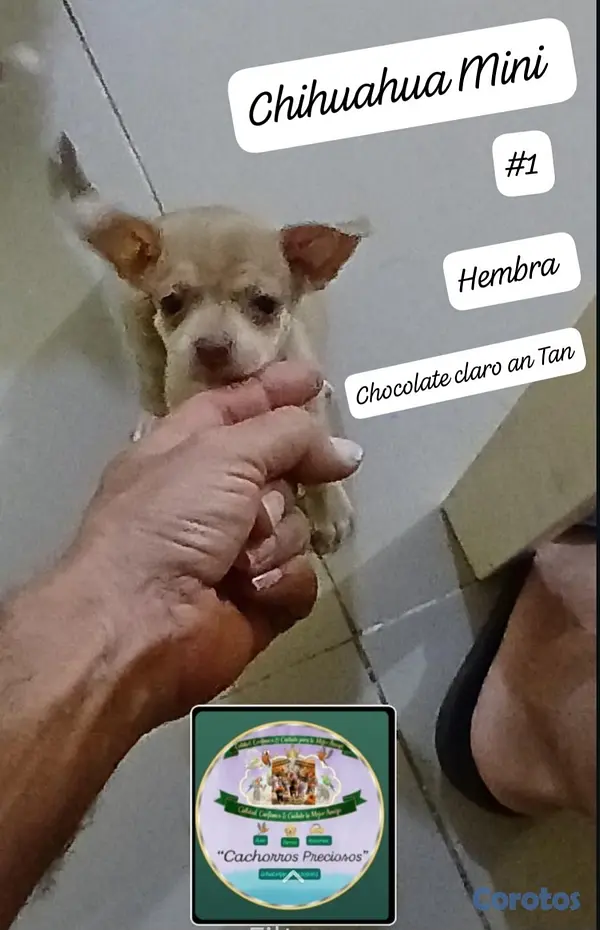 animales y mascotas - Chihuahua, Jack Russell y Pinscher  5