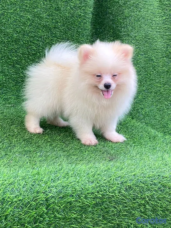 animales y mascotas - hermosos cachorritos  pomerania mini  7