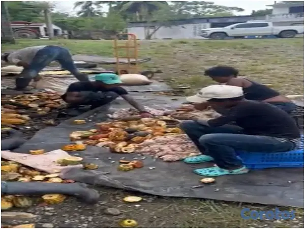 solares y terrenos - Vendo Finca de 3,700 tareas CON PROYECTO CACAO EN  3