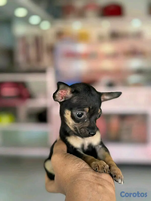 animales y mascotas - hermosos cachorritos de Chihuahua mini 6
