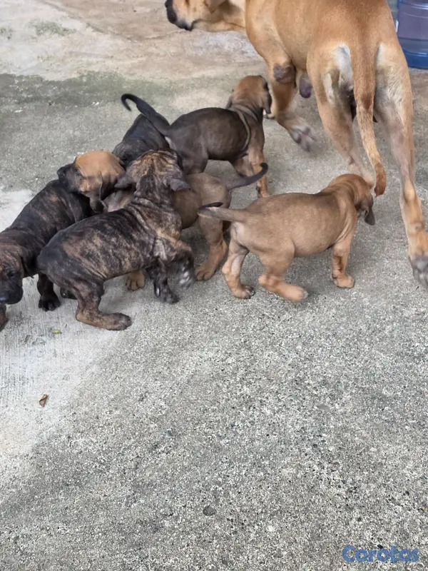 animales y mascotas - Fila brasileño  13