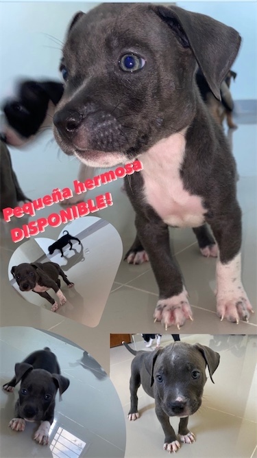 animales y mascotas - Cachorros Pitbull Red Nose y Blue Nose mix!