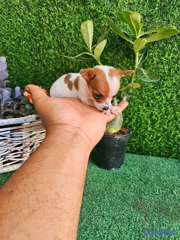 animales y mascotas - hermosos cachorritos de Chihuahua mini 7