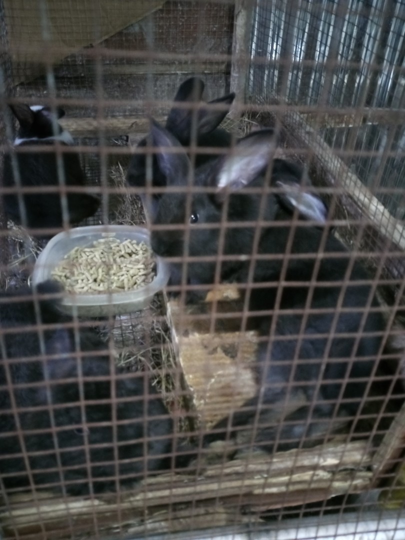 animales y mascotas - Conejos Criollos 