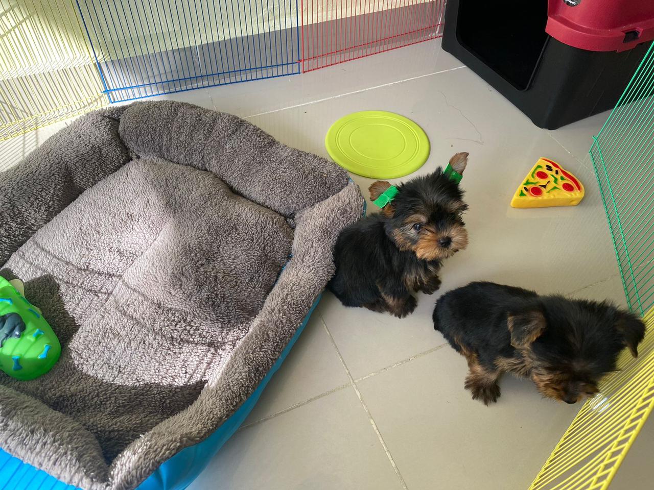 animales y mascotas - OFERTA CACHORRO YORKI MACHO EN SANTO DOMINGO Y VAC
