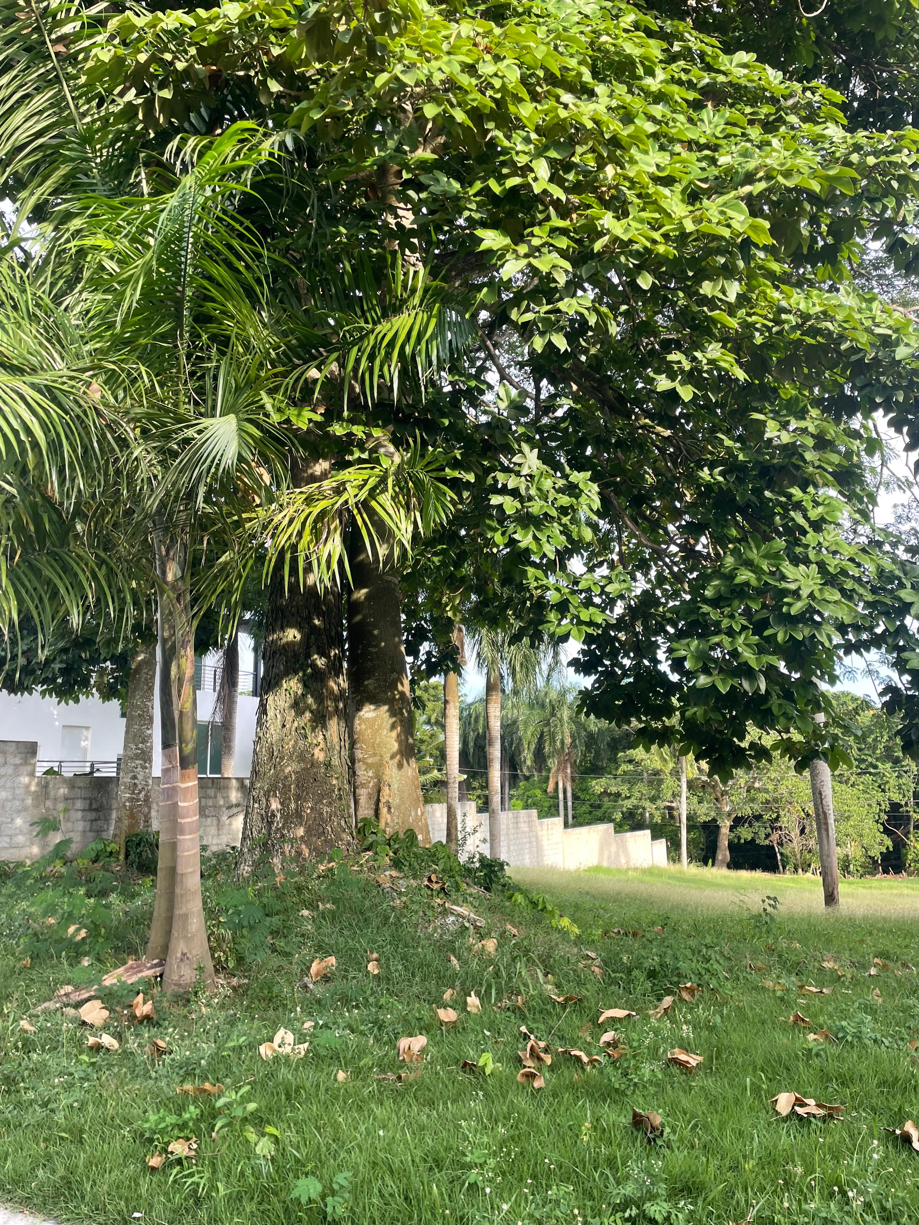 solares y terrenos - VENDO SOLAR EN ARROYO MANZANO , D.N. 3