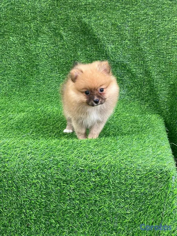 animales y mascotas - Hermosos cachorritos de pomerania mini  8
