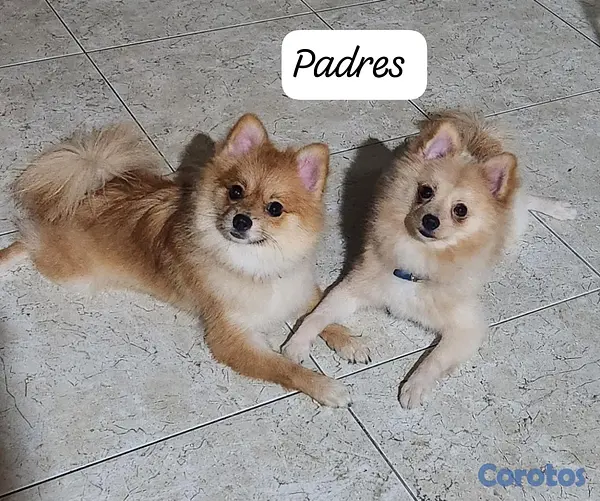 animales y mascotas - ACCESORIOS PARA MASCOTAS  2