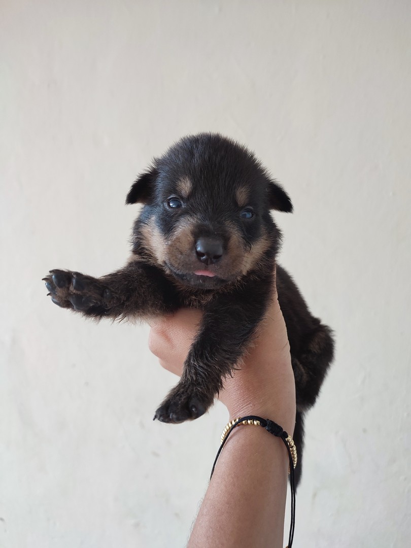 animales y mascotas - Cachorros rottweiler