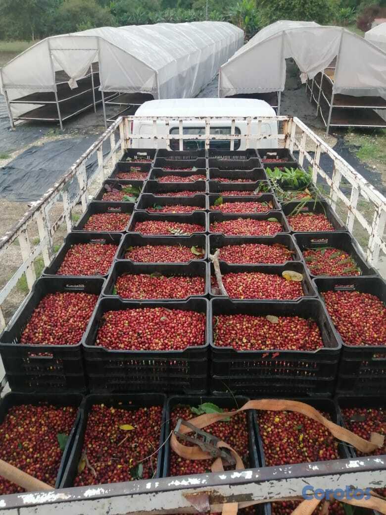 solares y terrenos - Vendo finca en Platón, Barahona 1