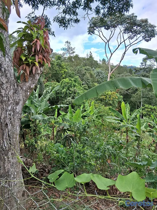 casas - ubicación en el campo Jarabacoa
 9