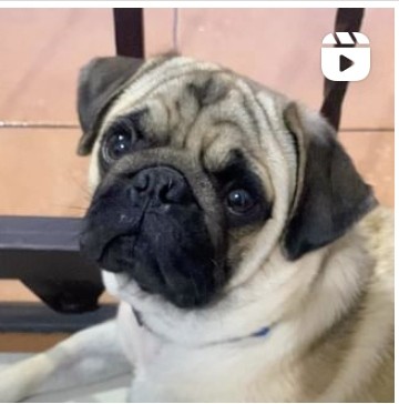 animales y mascotas - Perro Pug busca un hogar