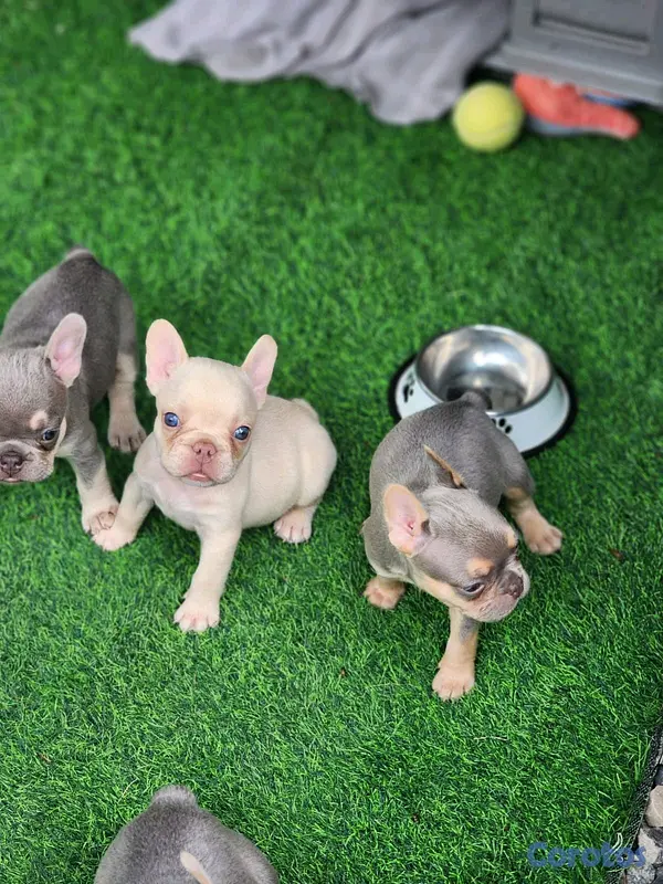 animales y mascotas - hermosos cachorritos buldog frances  6