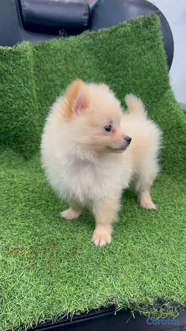 animales y mascotas - pomerania macho 2