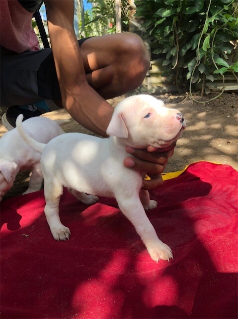 animales y mascotas - Pitbull con Dogo argentino.