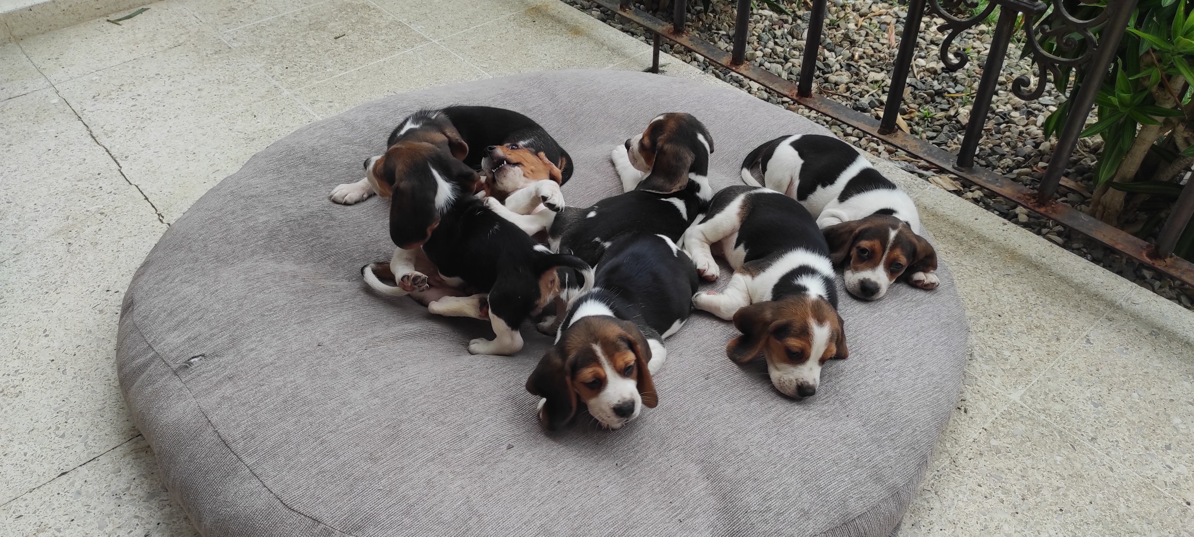 animales y mascotas - Cachorros Beagles Puros