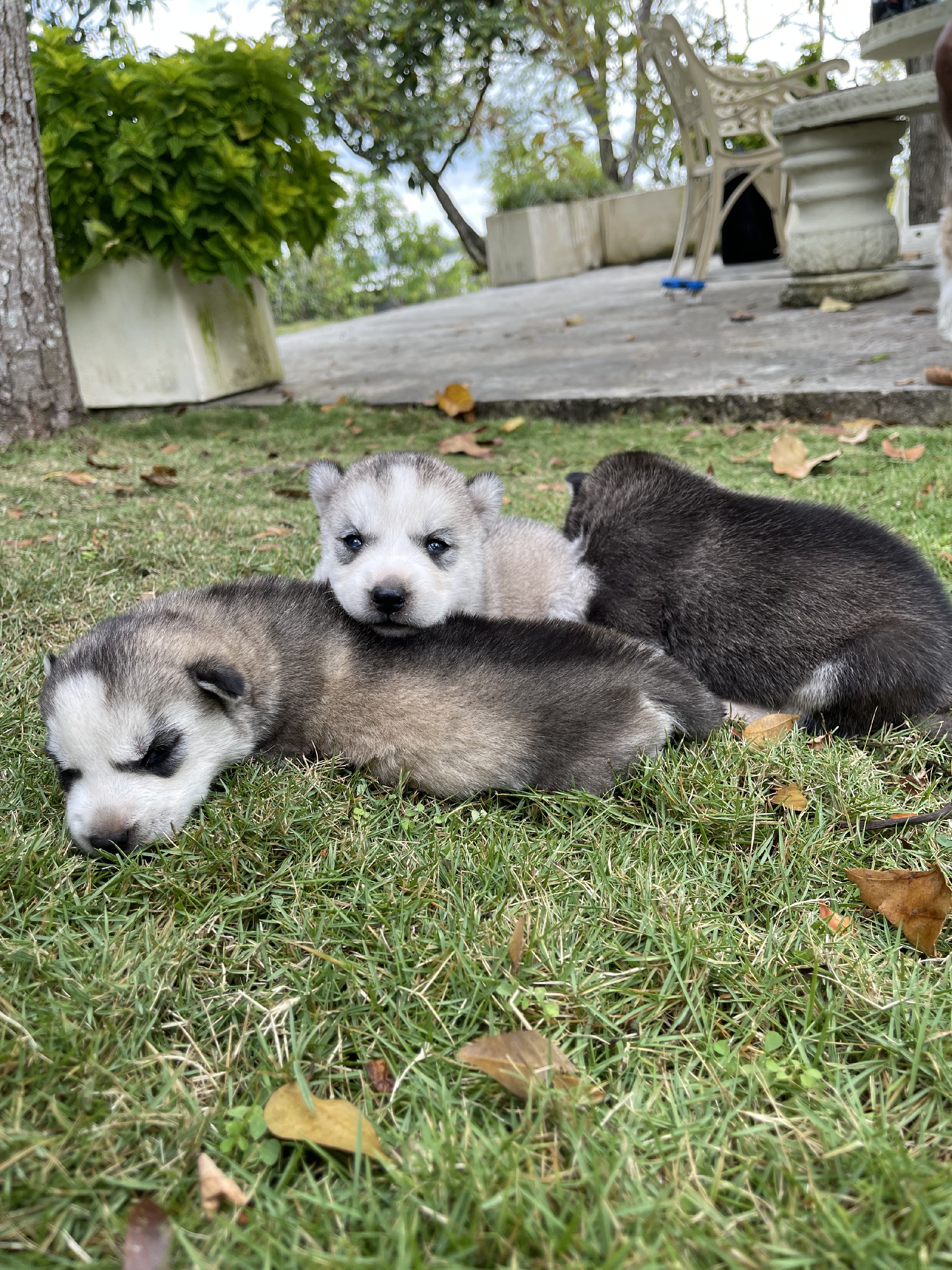 animales y mascotas - Husky siberiano  3