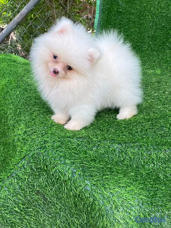 animales y mascotas - hermosos cachorritos pomerania mini  4