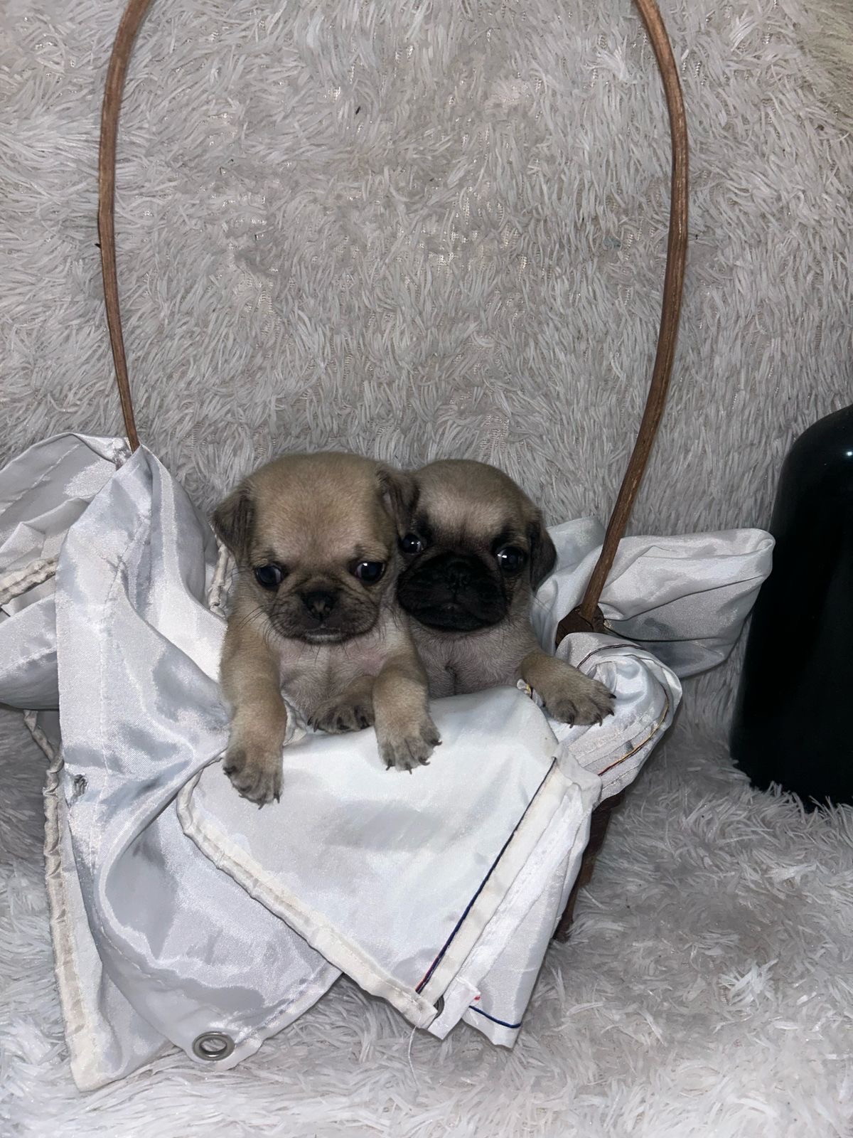 animales y mascotas - Cachorros Pug