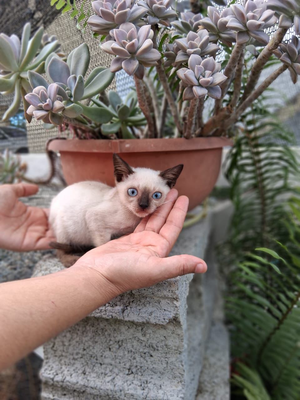 animales y mascotas - Gatos siames hembras y machos. Siamés, cat, pet, p
