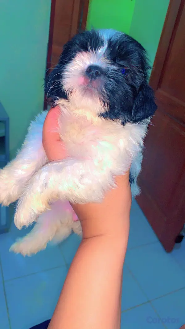 animales y mascotas - Perrito ShitPoo Hembra  2