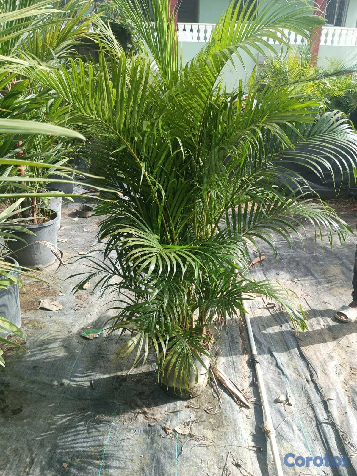 servicios profesionales - Plantas para Eventos 2