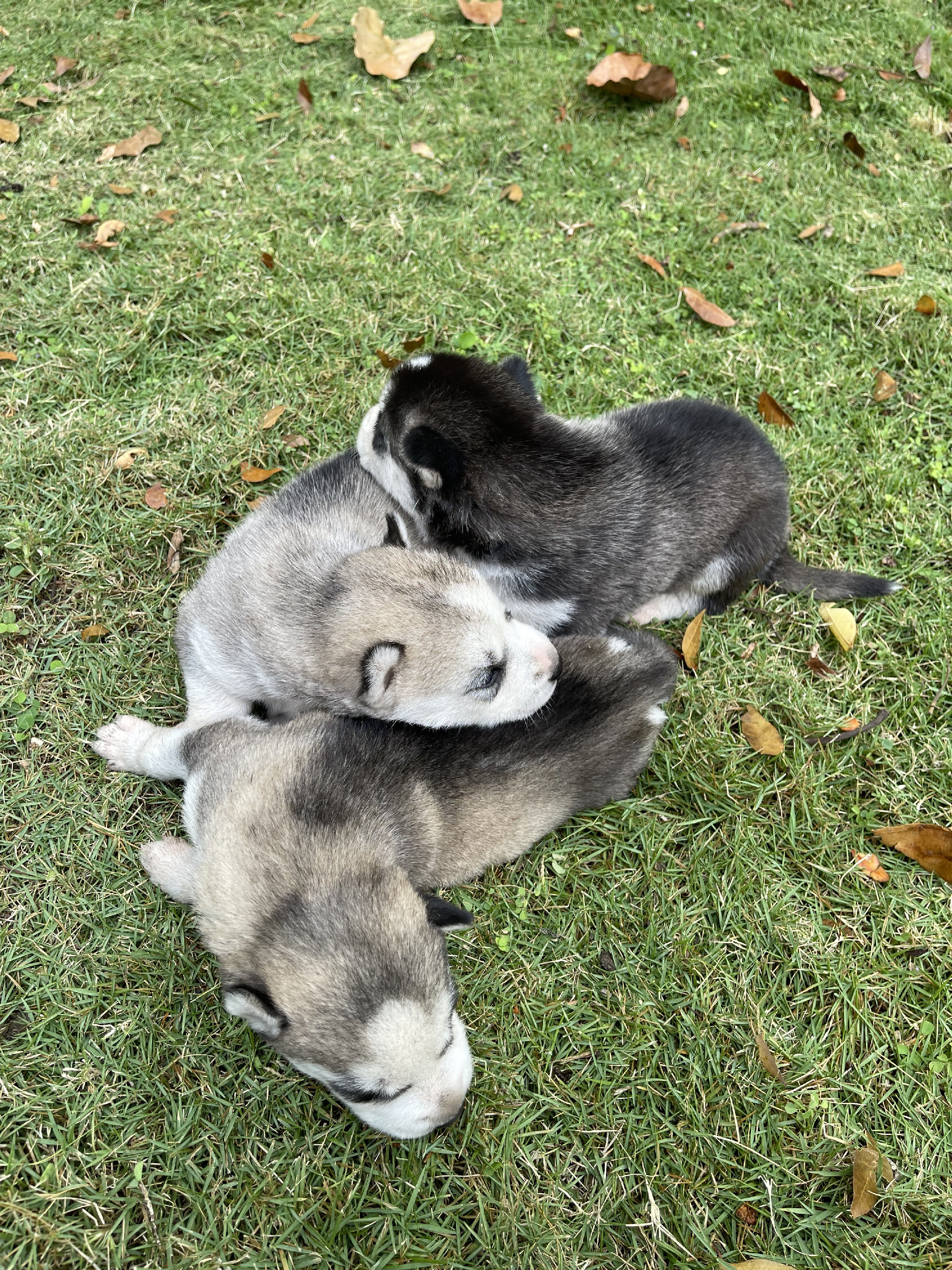 animales y mascotas - Husky siberiano  4