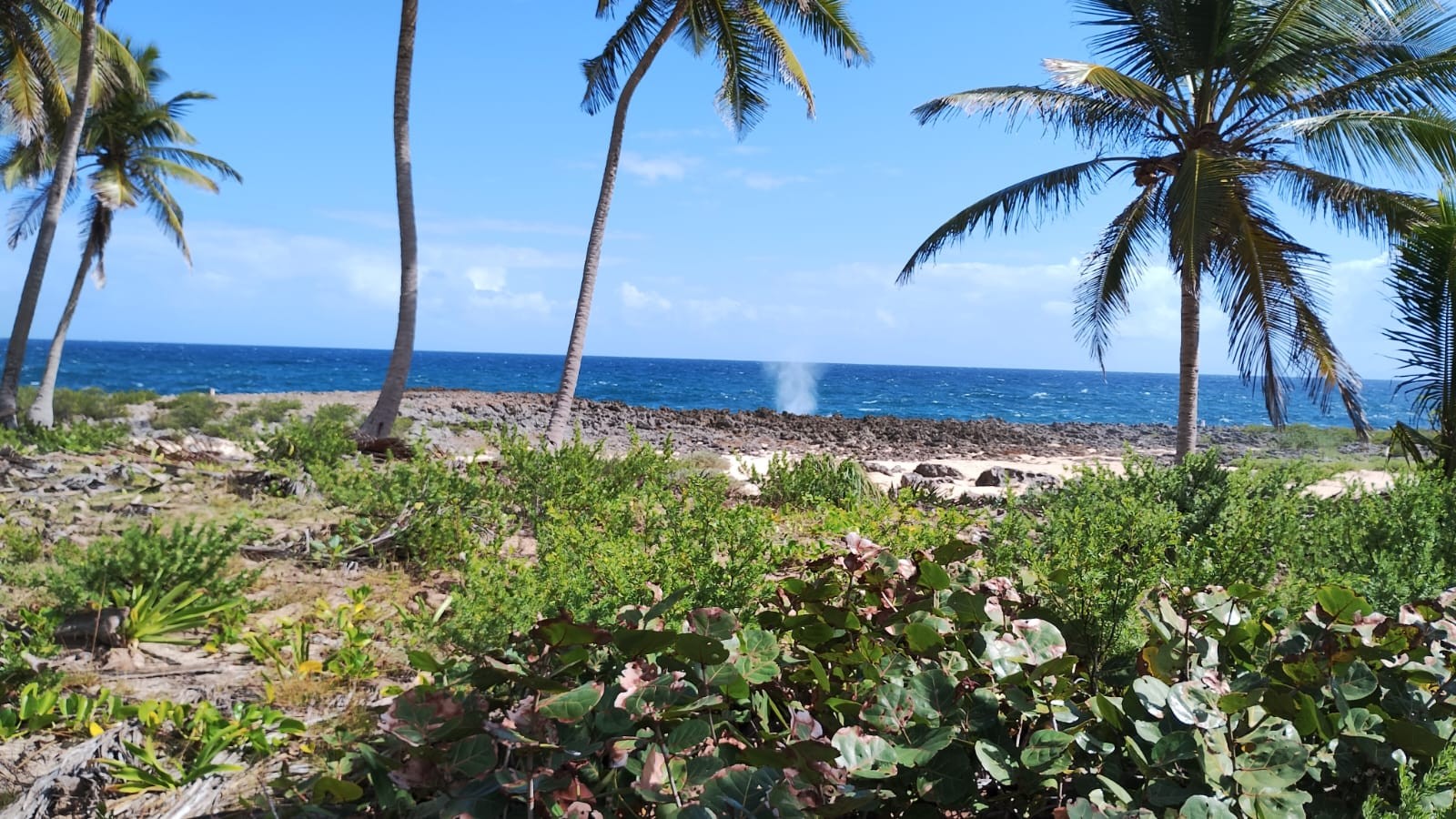 solares y terrenos - Terreno de venta en Las Talanqueras  de Samaná a 10 Min de Las Galeras 23 Rincón 4