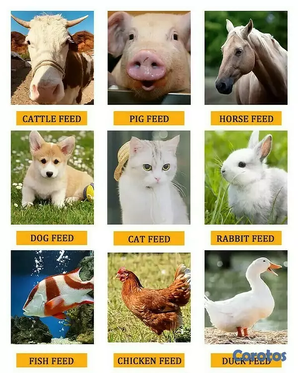 equipos profesionales - Peletizadora paletizadora trituradora moledora de alimentos de animales   6