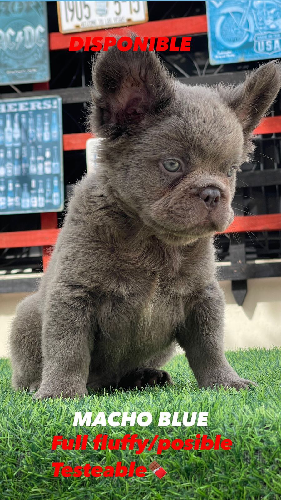 animales y mascotas - OFERTA CACHORRO BULLDOG FRANCES FLUFFLY MACHO PED 