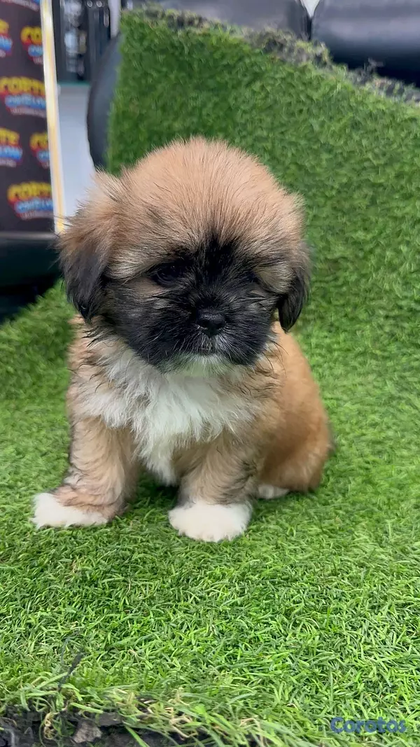 animales y mascotas - hermosos cachorritos de shipoo toy 3