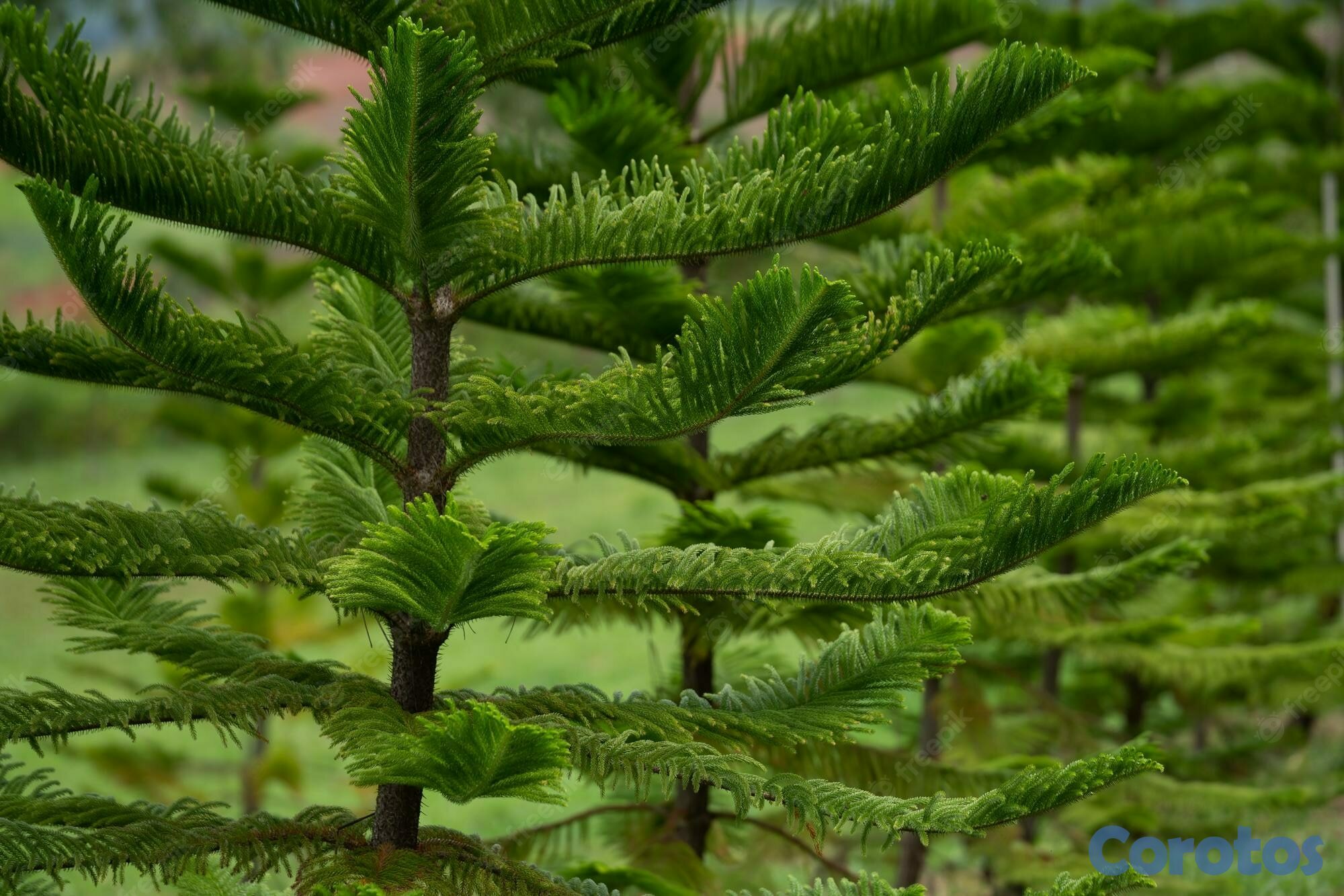 servicios profesionales - Plantas para Eventos 3