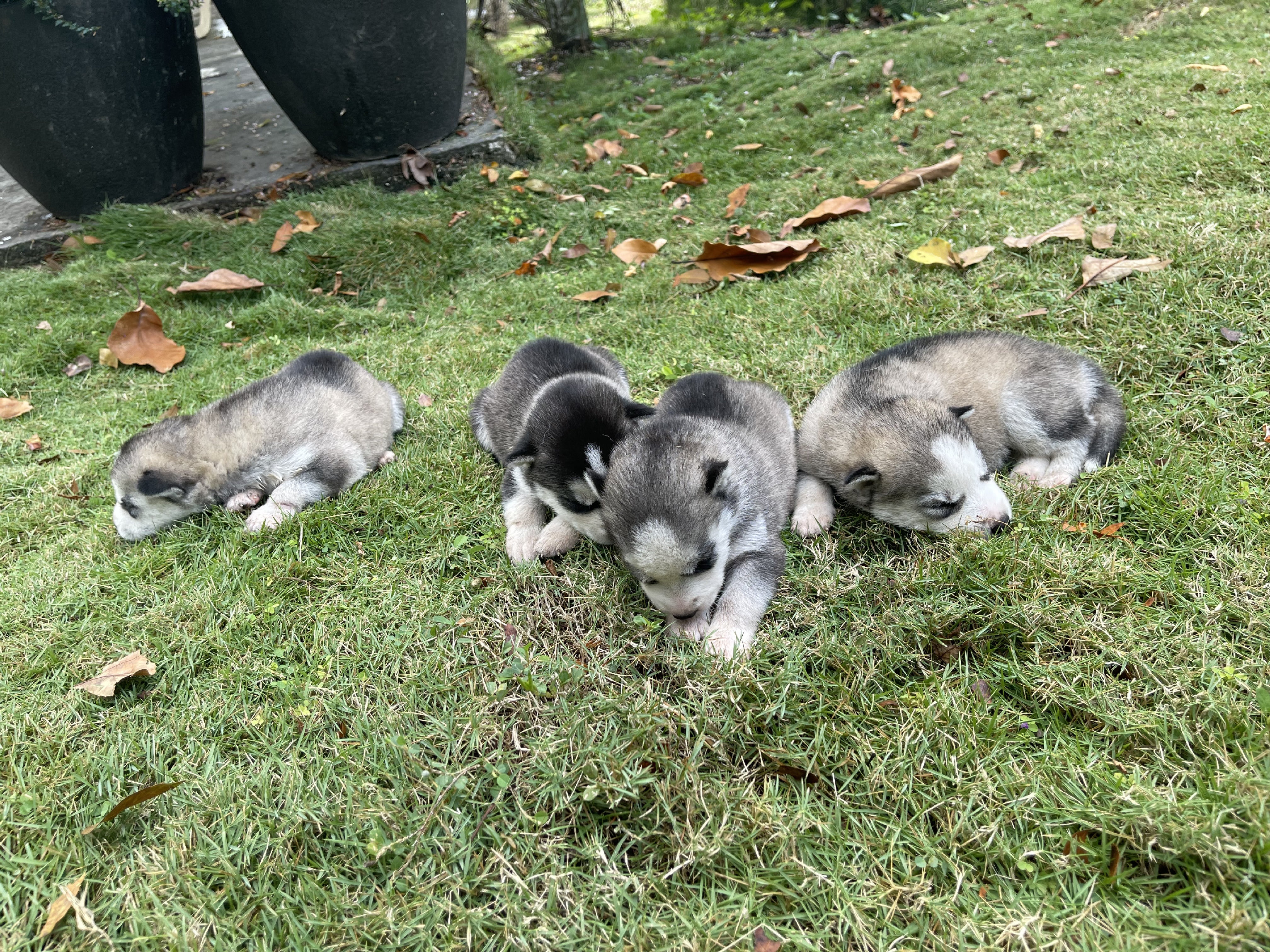 animales y mascotas - Husky siberiano  5