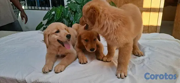 animales y mascotas - hermosos cachorritos de golden retrievee  10