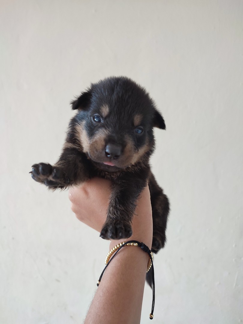animales y mascotas - Cachorros rottweiler 1