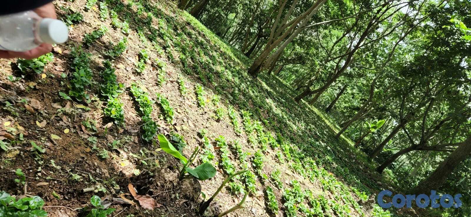 solares y terrenos - Vendo finca en Platón, Barahona 2