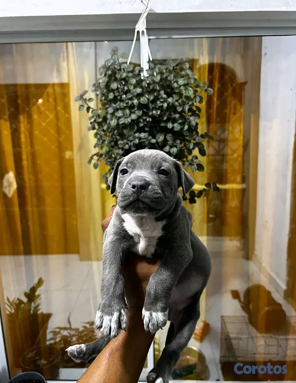 animales y mascotas - Pittbull blue 2