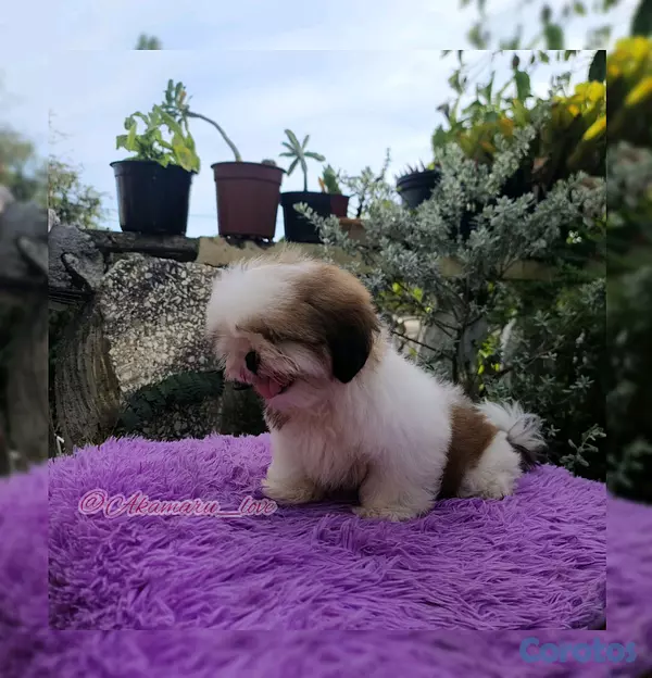 animales y mascotas - shihtzu  3