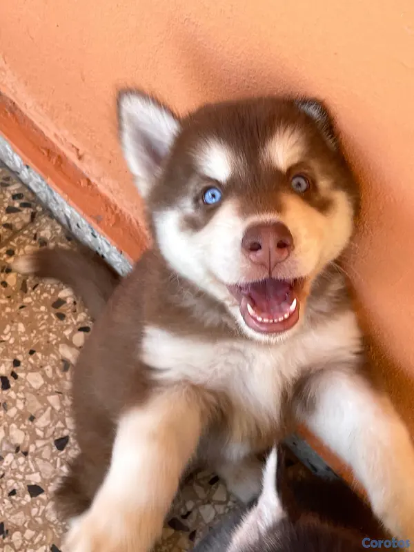 animales y mascotas - Husky Siberiano 8