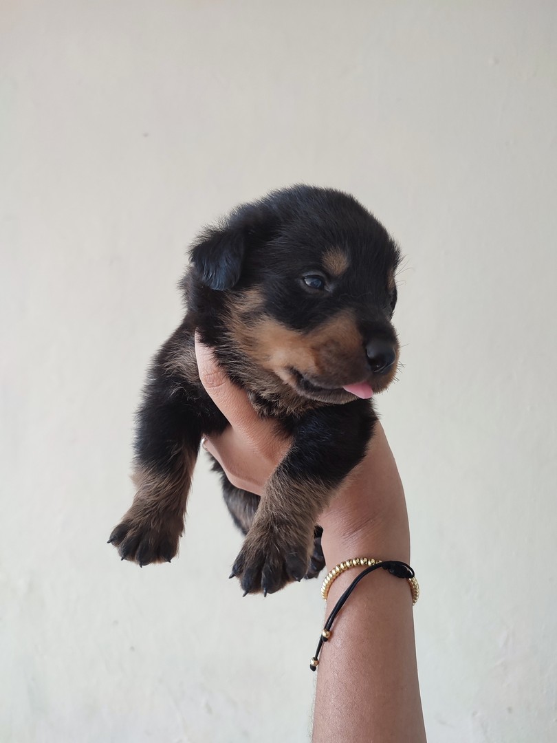 animales y mascotas - Cachorros rottweiler 2