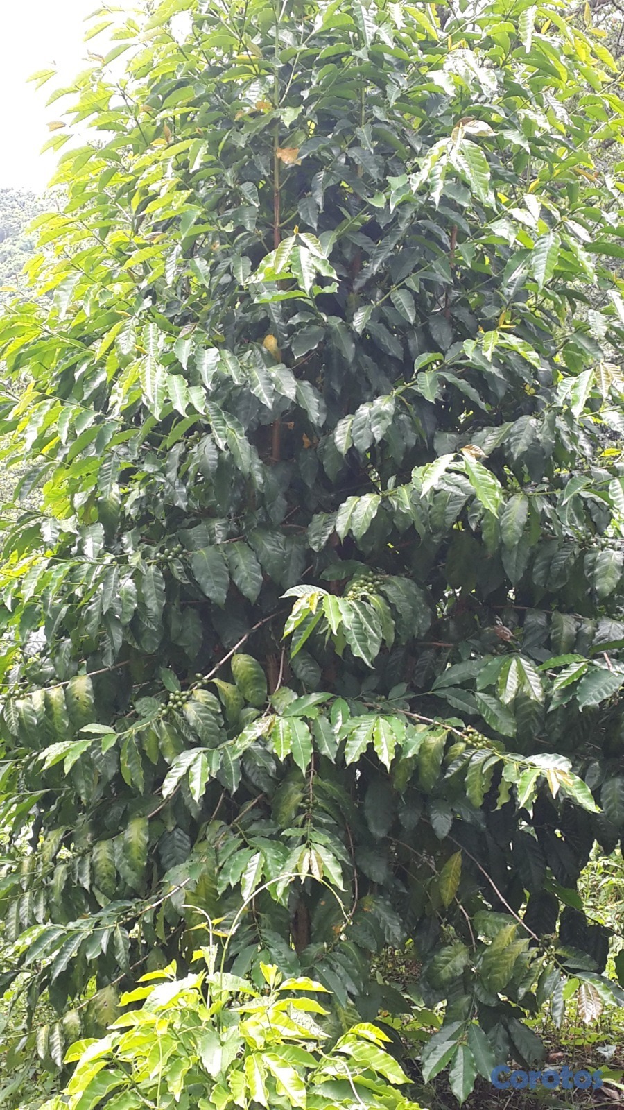 solares y terrenos - Vendo finca en Platón, Barahona 3