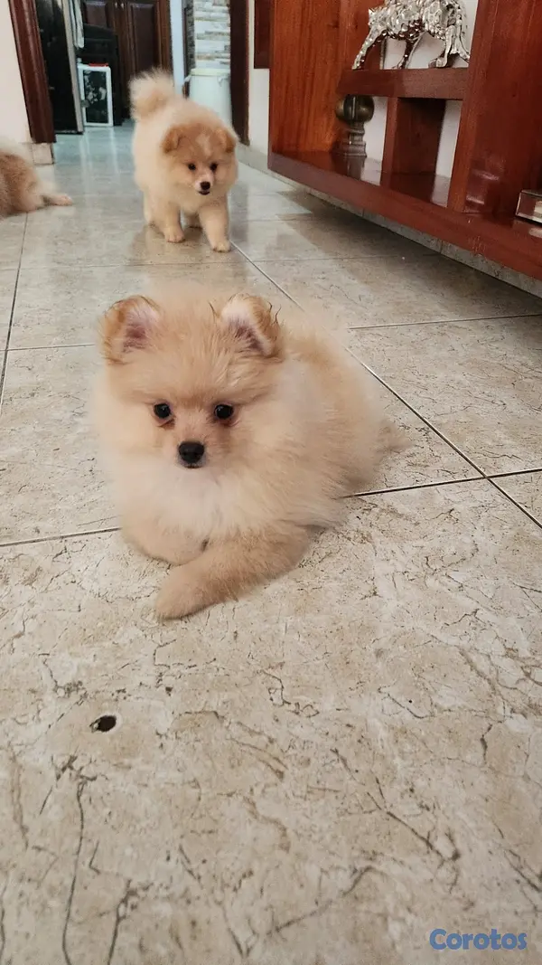 animales y mascotas - BEBÉ POMERANIA  3