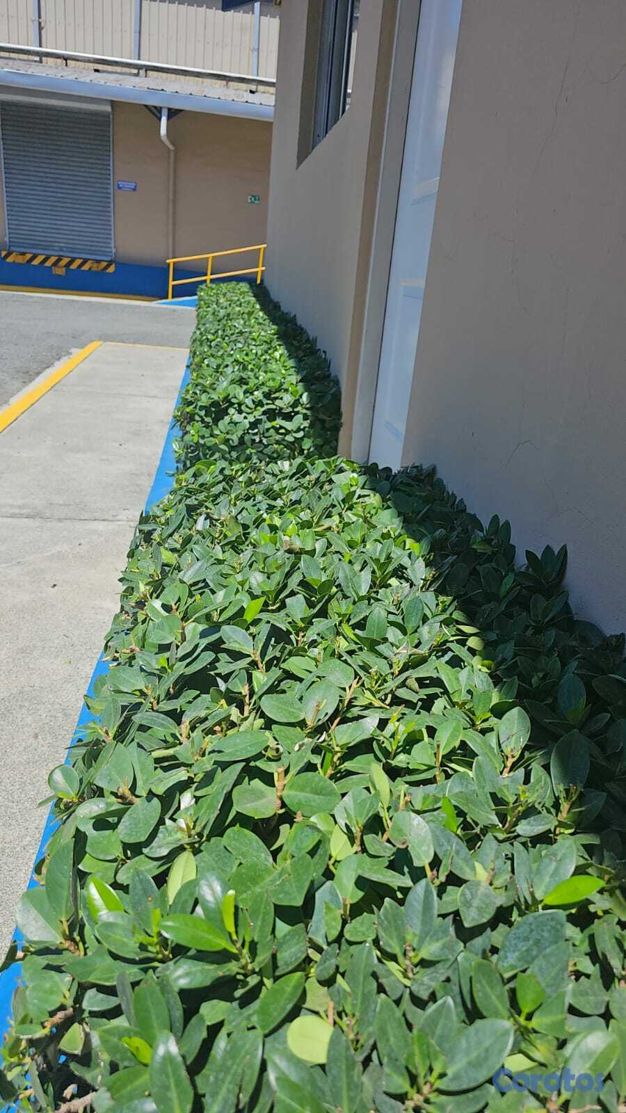 servicios profesionales - Servicio de Mantenimiento de Jardines 1