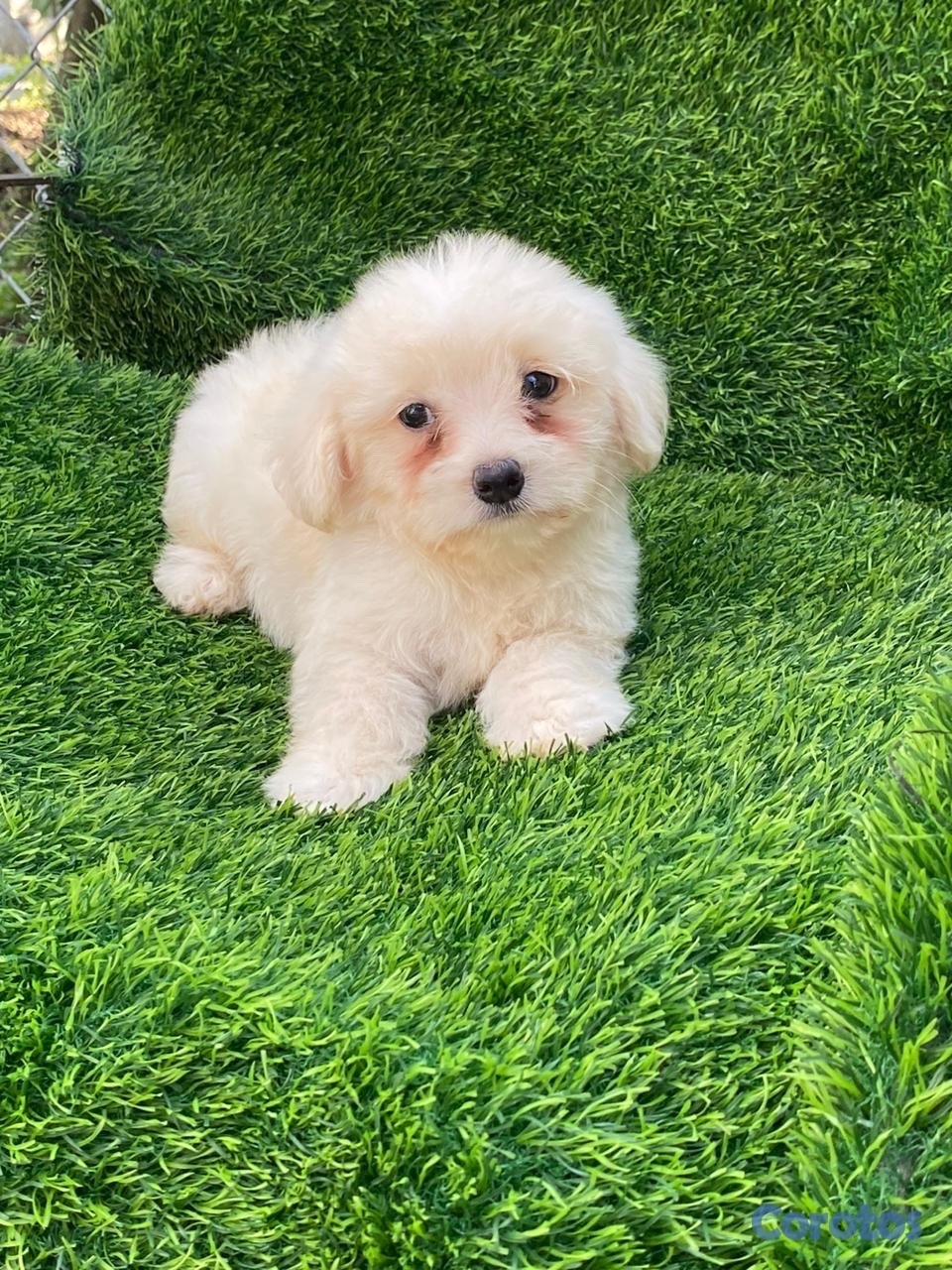 animales y mascotas - maltipoo  1