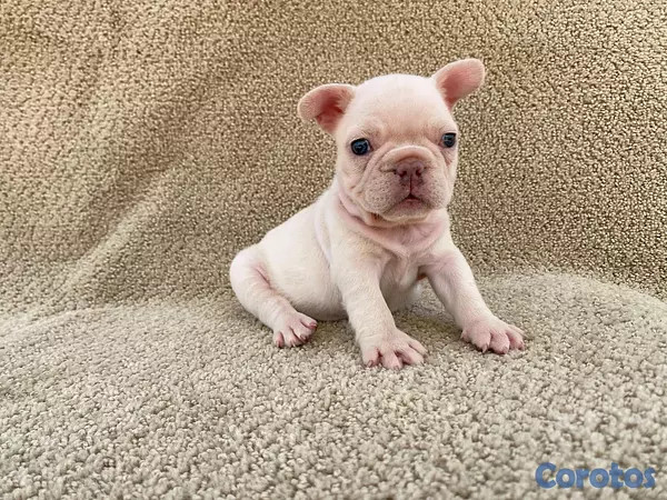 animales y mascotas - bulldog frances  8