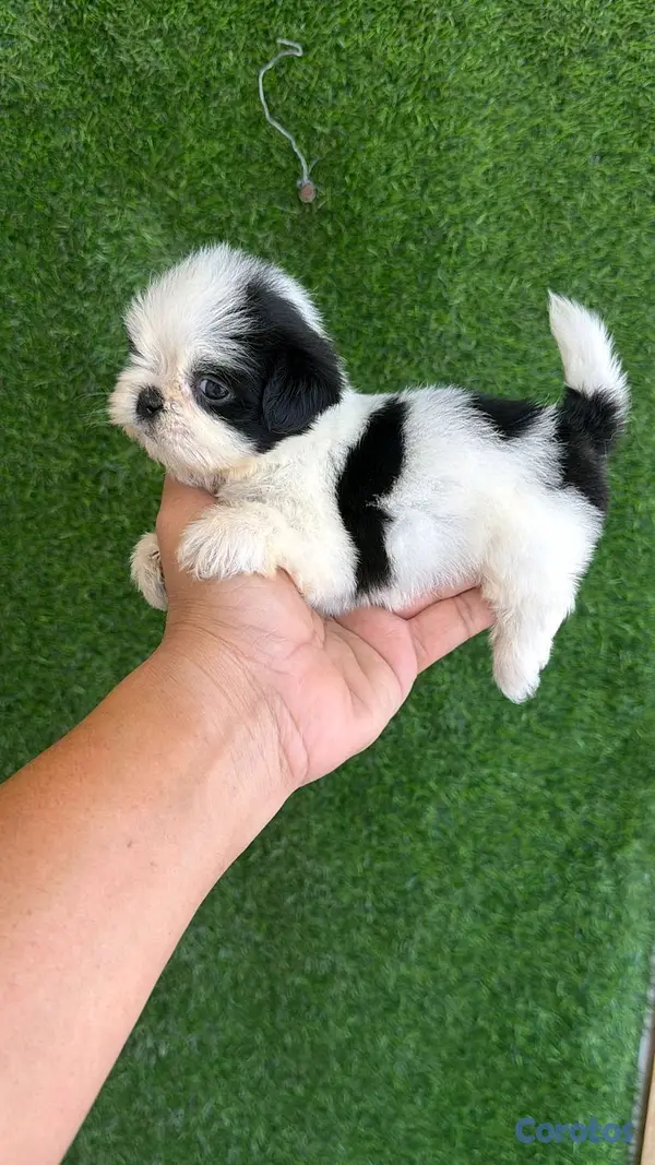 animales y mascotas - hermosos cachorritos de shitzu toy  4