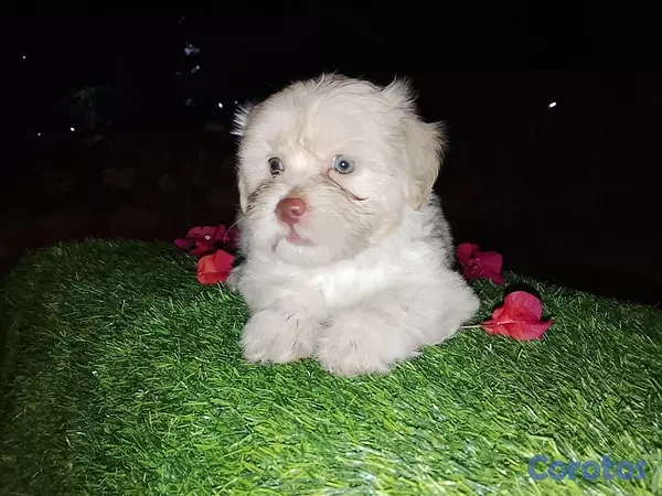 animales y mascotas - Shipoo Disponibles  10